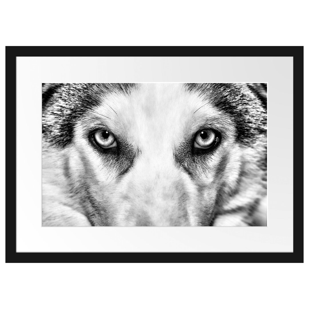 Gerahmtes Poster Husky mit eisblauen Augen