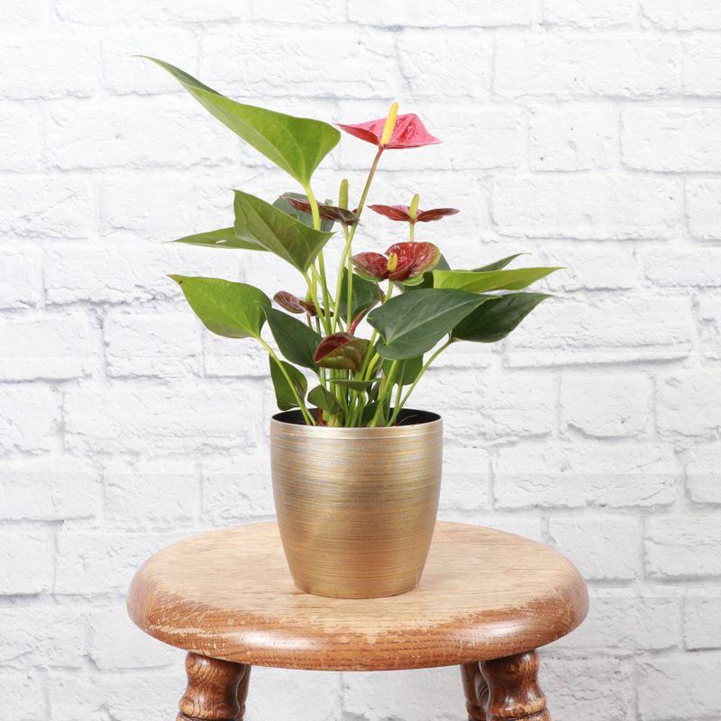 Live Anthurium Plant in Gold Pot