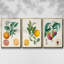 Orange de Malte, ensemble de 3 toiles encadrées sur toile-580387160-580387161