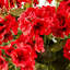 Geranium Urn Filler-1702234099