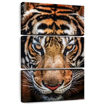 Brampt Siberian Tiger