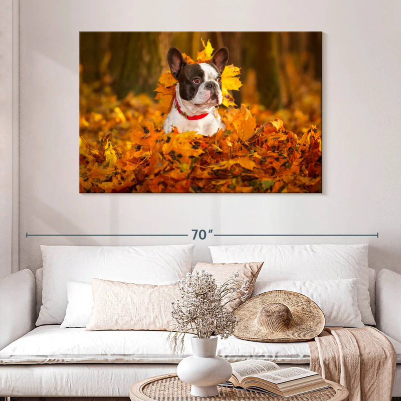 Bouledogue français dans un parc en automne, H 32 po x l 48 po