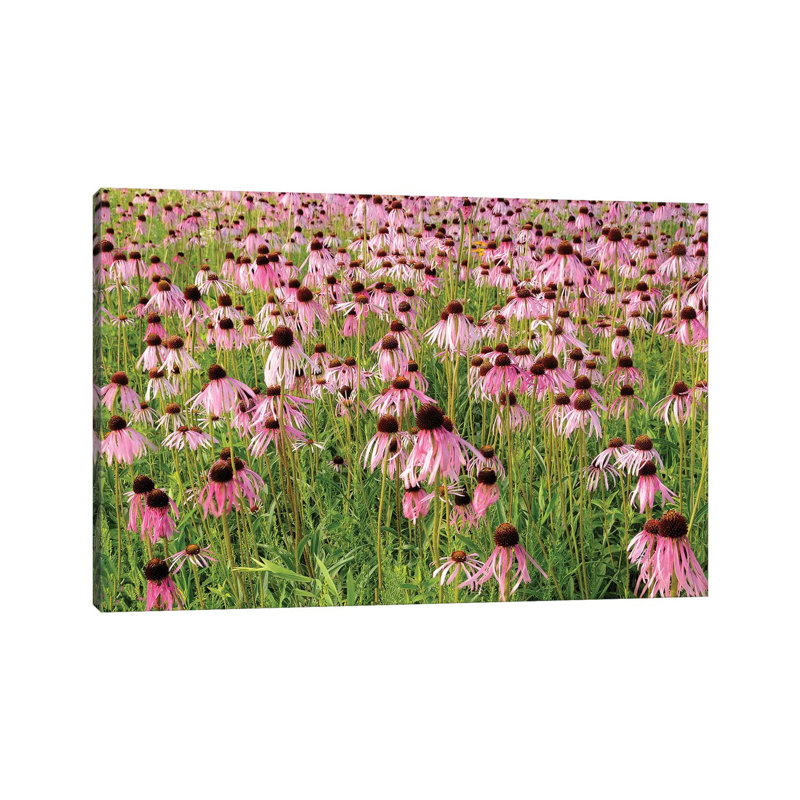 Coneflower Bouquet by Brian Wolf - Wrapped Canvas Print