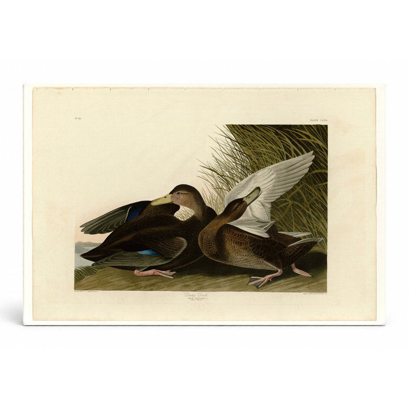 Dusky Duck, Plate 302 (1838) - Art mural sur toile paysage, 18" W x 12" H