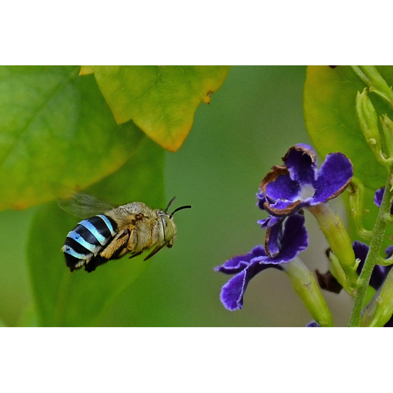Libarid Bee - Wrapped Canvas Print, 30cm H x 46cm W 3.8cm D