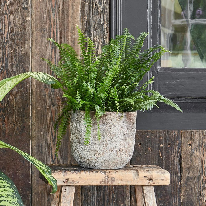 Albero Planter H26Cm D28Cm