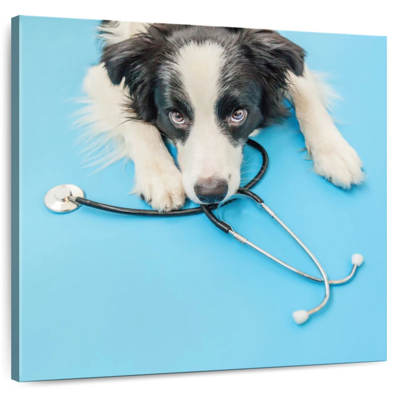 Brampt Dog Doctor, H 36 po x l 36 po