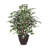 Artificial Variegated Ficus Extra Full Series-739555419