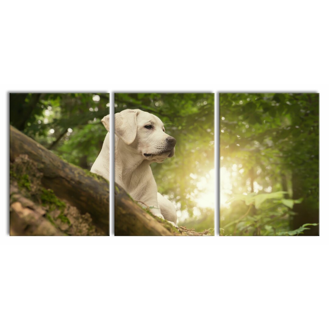 3-tlg. Leinwandbilder-Set Labrador Puppy in a Forest