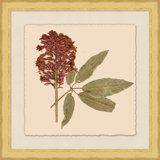 Pressed Flowers 4 Print