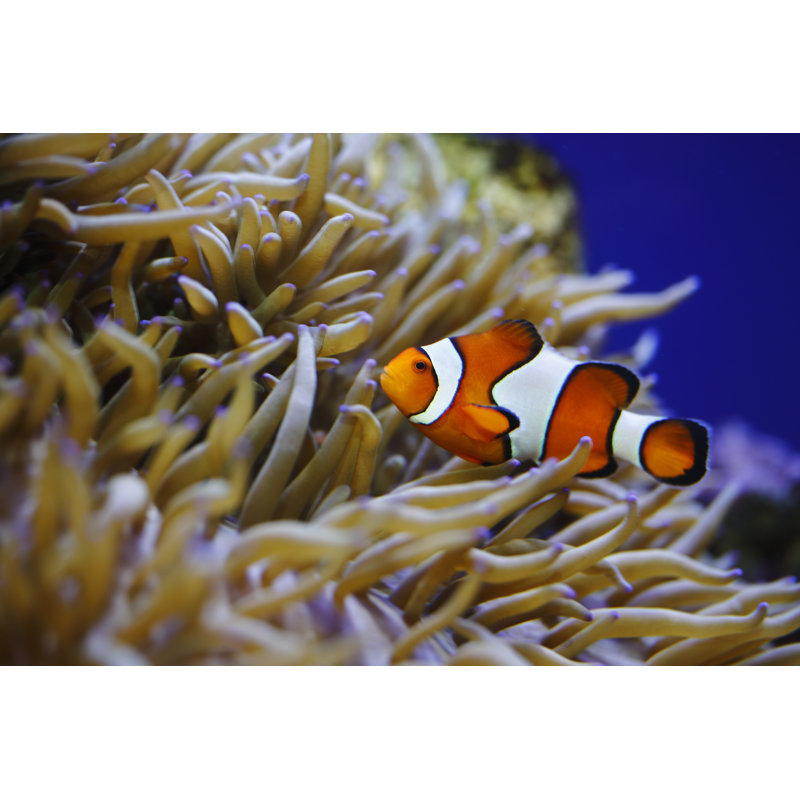 Fish by Joshelerry - Wrapped Canvas Print, 81cm H x 122cm W