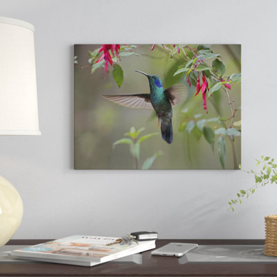 " Green Violet-Ear Hummingbird Foraging, Costa Rica " by Tim Fitzharris