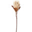 Mulberry Brown Dried Flower Bunch-119034008-119034009