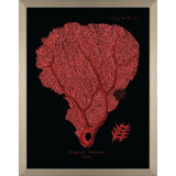 Flabellum On Black II Print