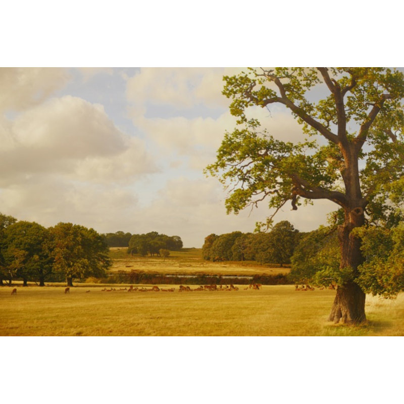 Bucolic Print by Kate Woodman, 24" H x 36" W