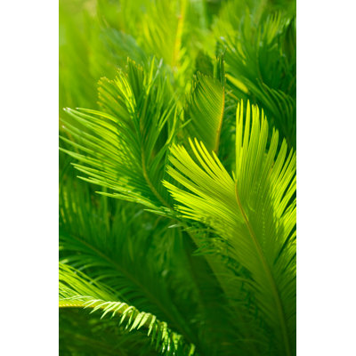 Articombe Palm Leaf Background - Wrapped Canvas Print