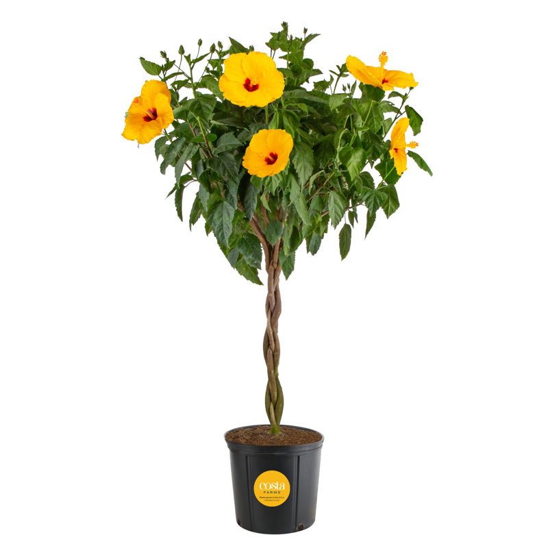 Hibiscus in Grower Nursery Pot