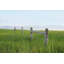 Split Trail-1384800053-1384800059-1384800057