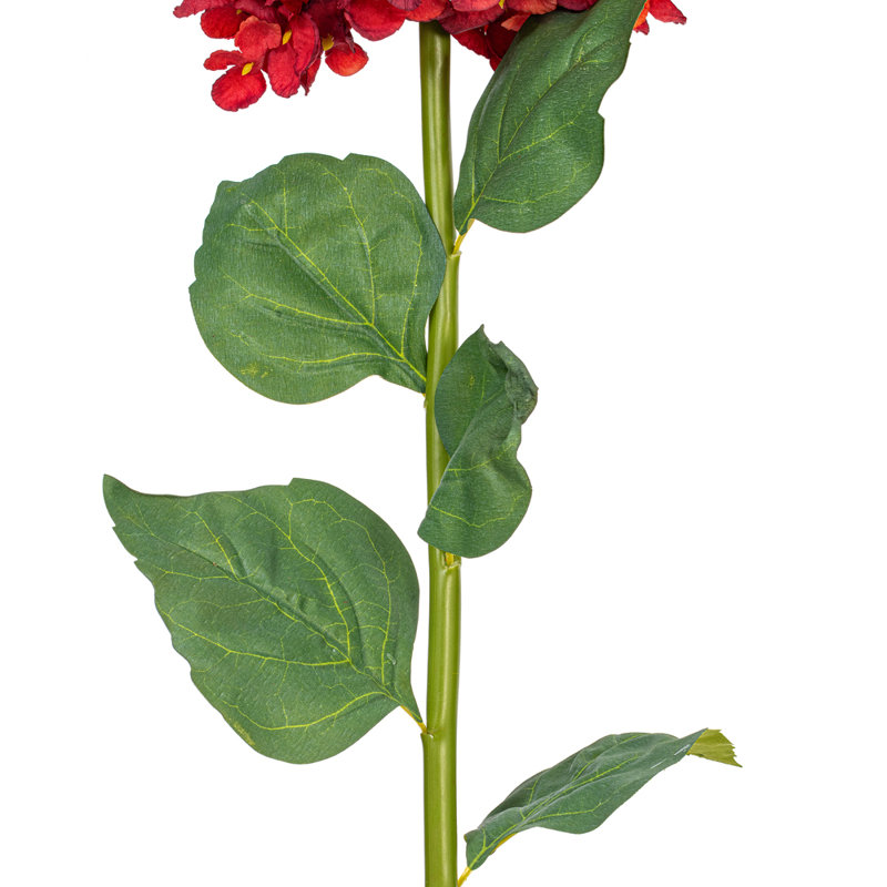 Tige d'Hortensia Milnor, Bourgogne