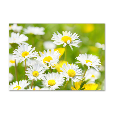 Daisies - Wrapped Canvas Print
