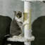 100.5'' Dorrelis Cat Tree