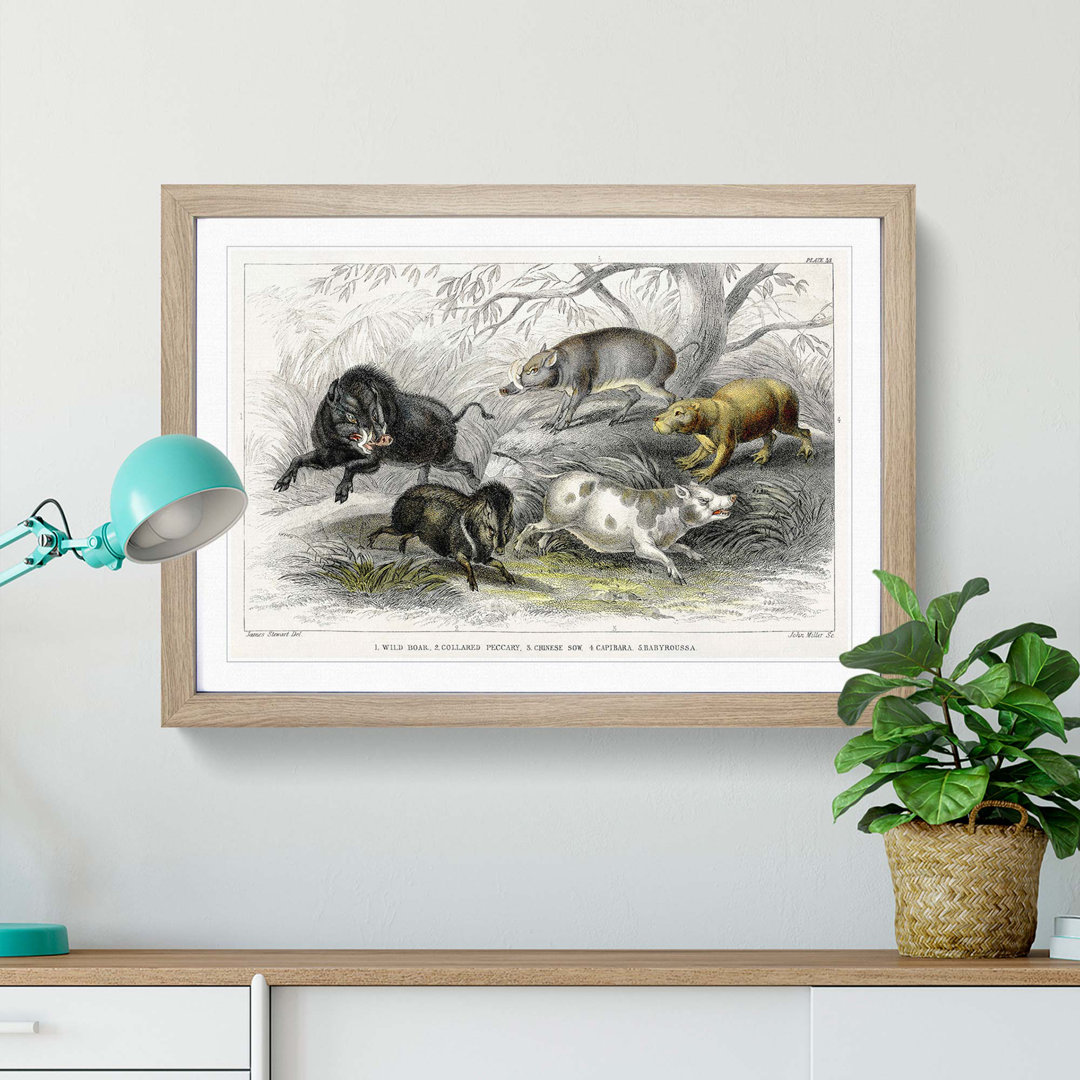 Wild Pig Illustration by Oliver Goldsmith - Framed Print