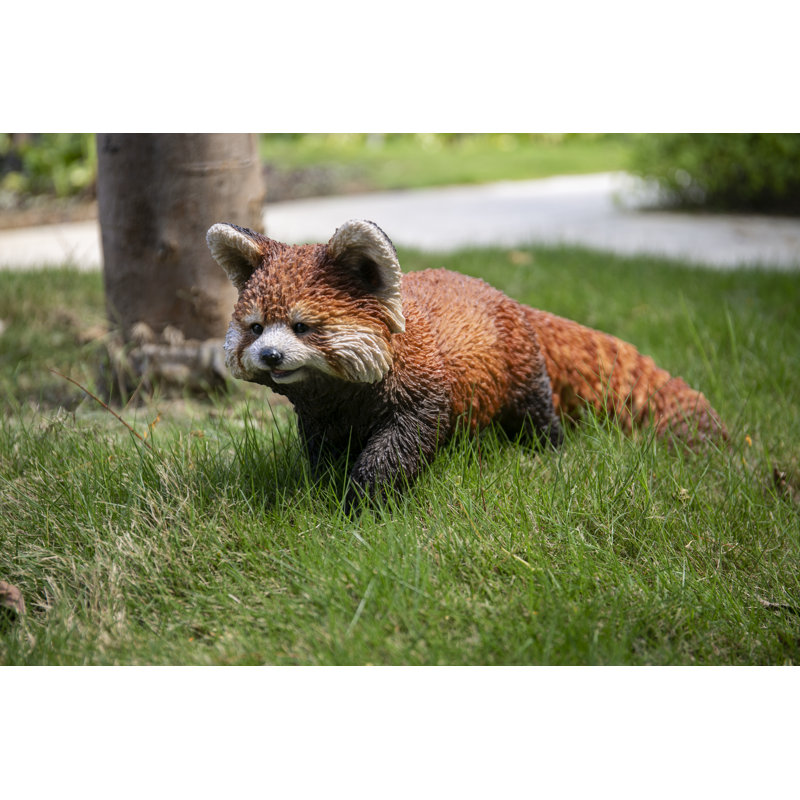 Red Panda Cub Walking