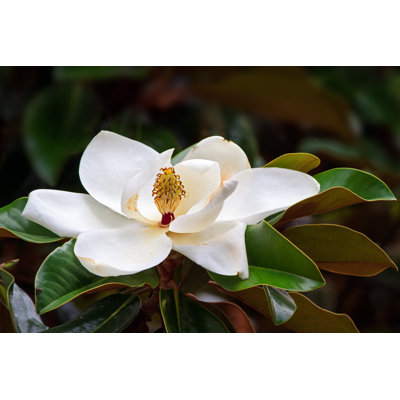 " Southern Magnolia Blossom "