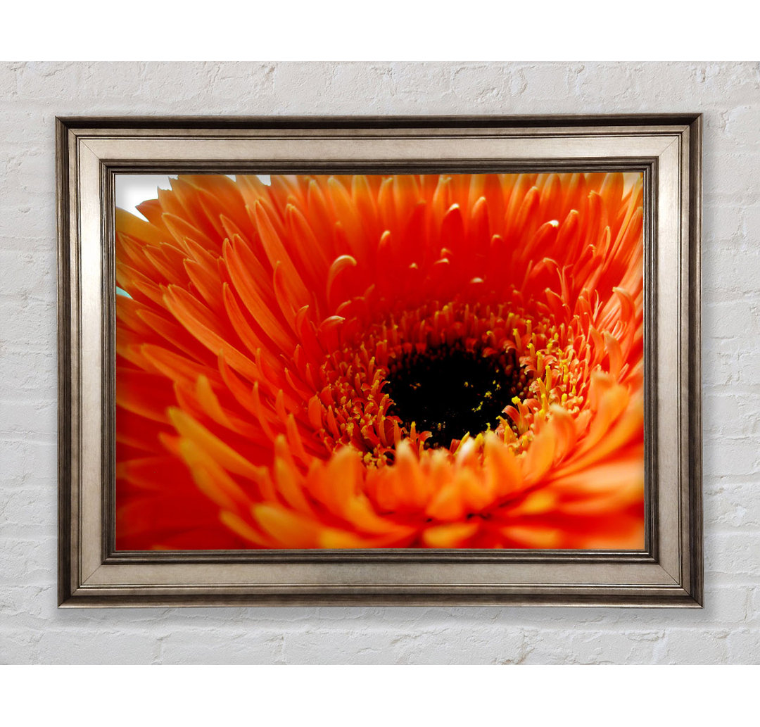 Gerahmtes Leinwandbild Orange Gerbera Close-Up