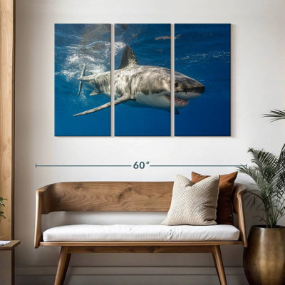 Shark