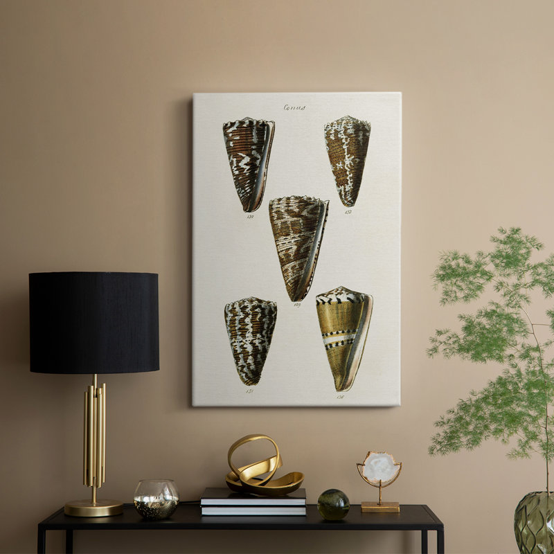 Collection Cone Shell V - Cavas enveloppés de galerie, H 27 po x l 18 po