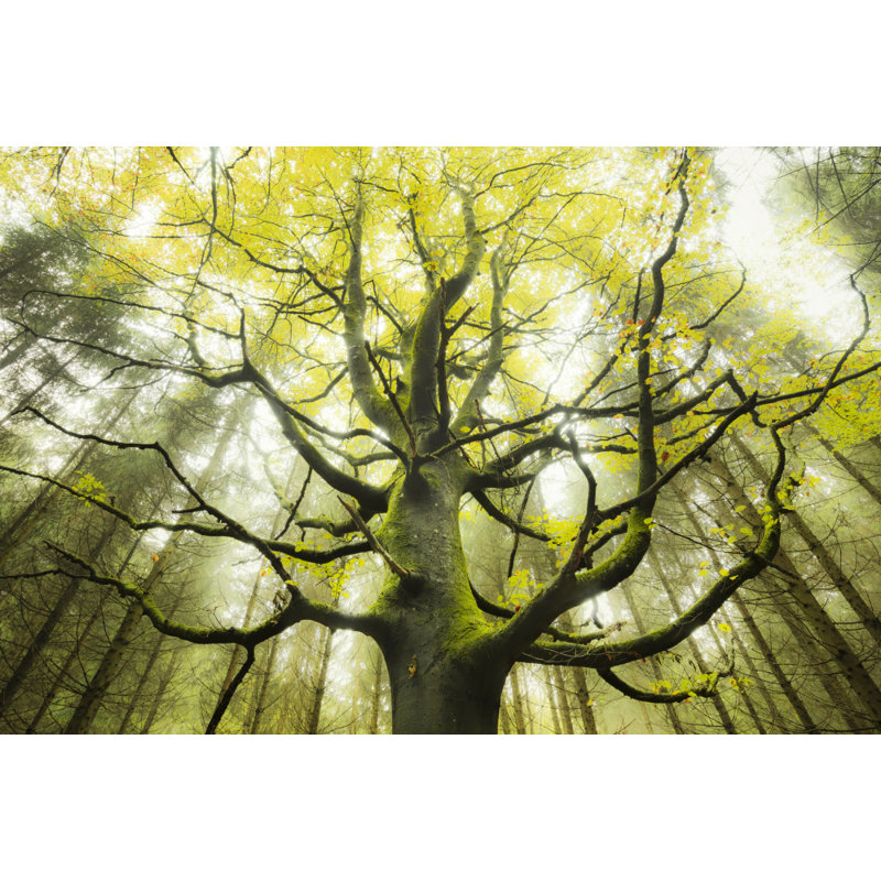 Wrapped Canvas Print, 50.8 cm H x 76.2 cm W