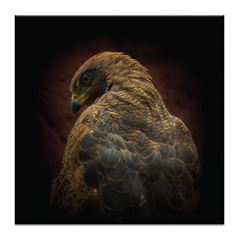 Photographers Lane - Wrapped Canvas Print, 61cm H x 61cm W