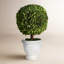 Alby Boxwood Topiary in Ceramic Pot-449229175
