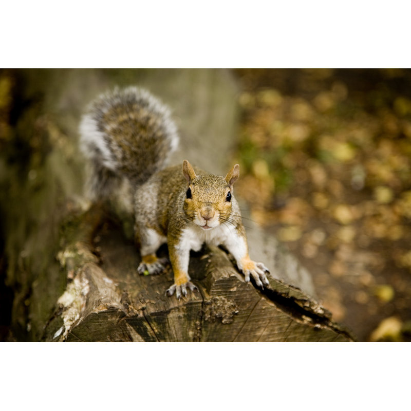 Squirrel On Log by Meldayus - Wrapped Canvas Print, 20cm H x 30cm W