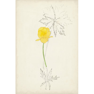 Botanical Sketches VII - Graphic Art Print