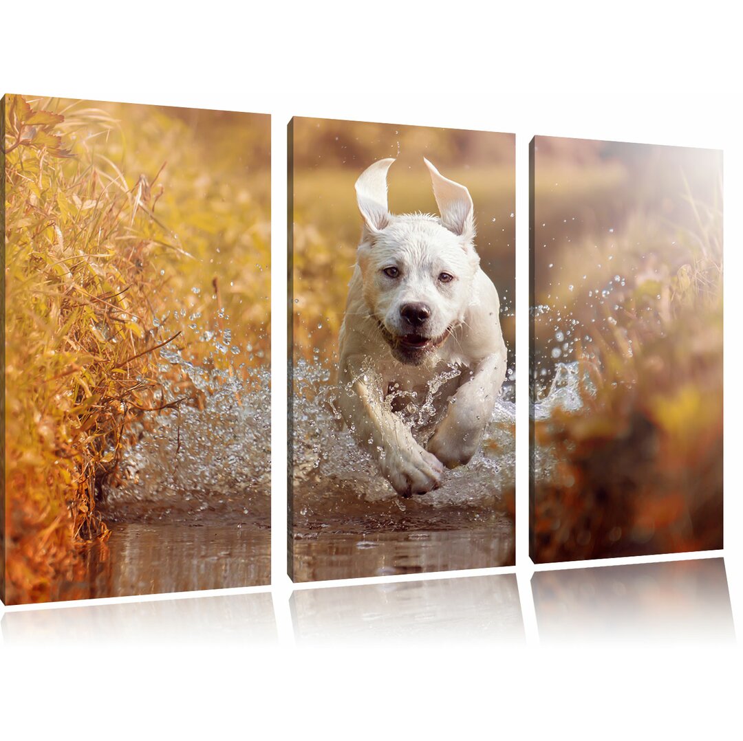 3-tlg. Leinwandbilder-Set Labrador-Welpe rennt durch das Wasser eines Flusses, Fotodruck