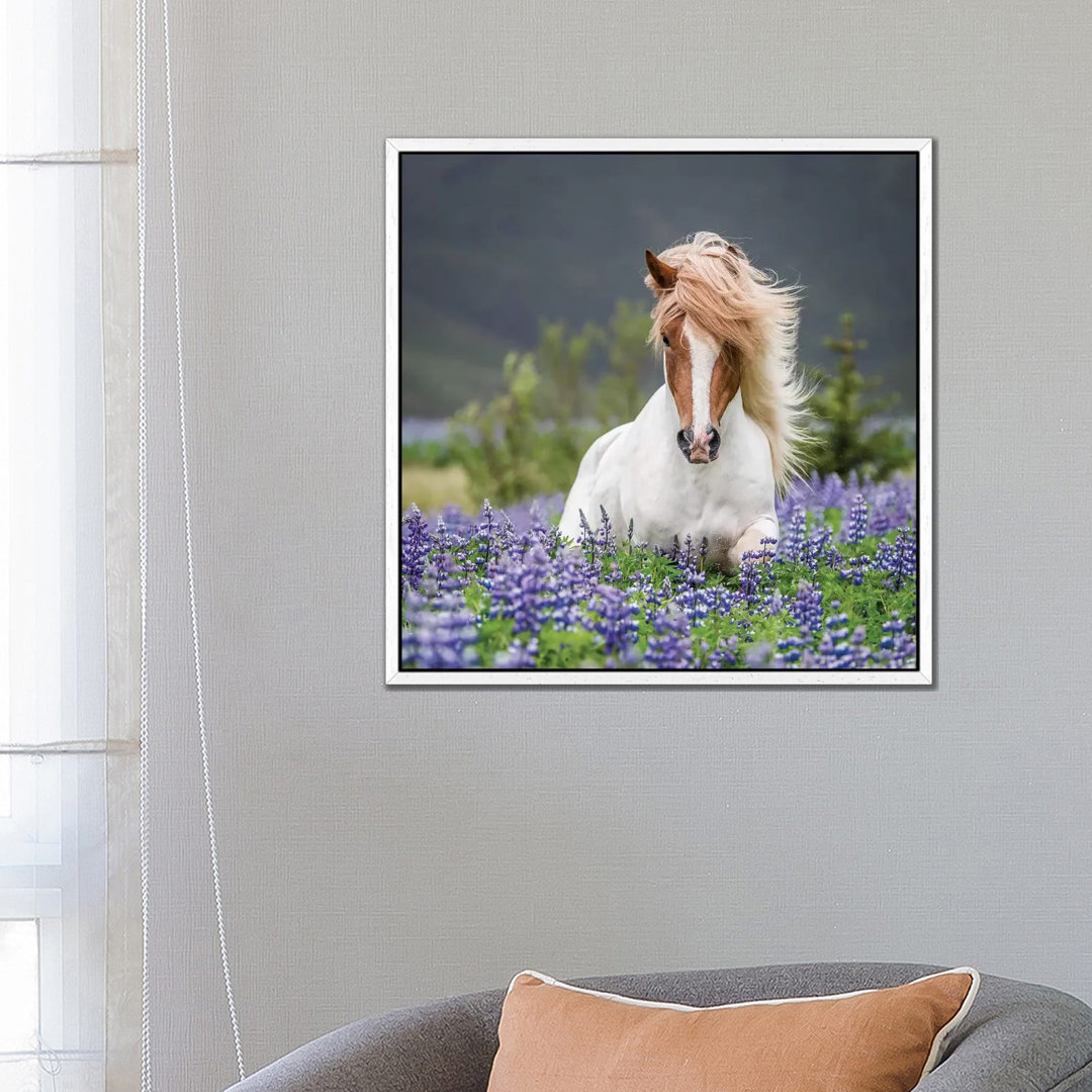 Leinwandbild Trotting Icelandic Horse II, Lupine Fields, Iceland