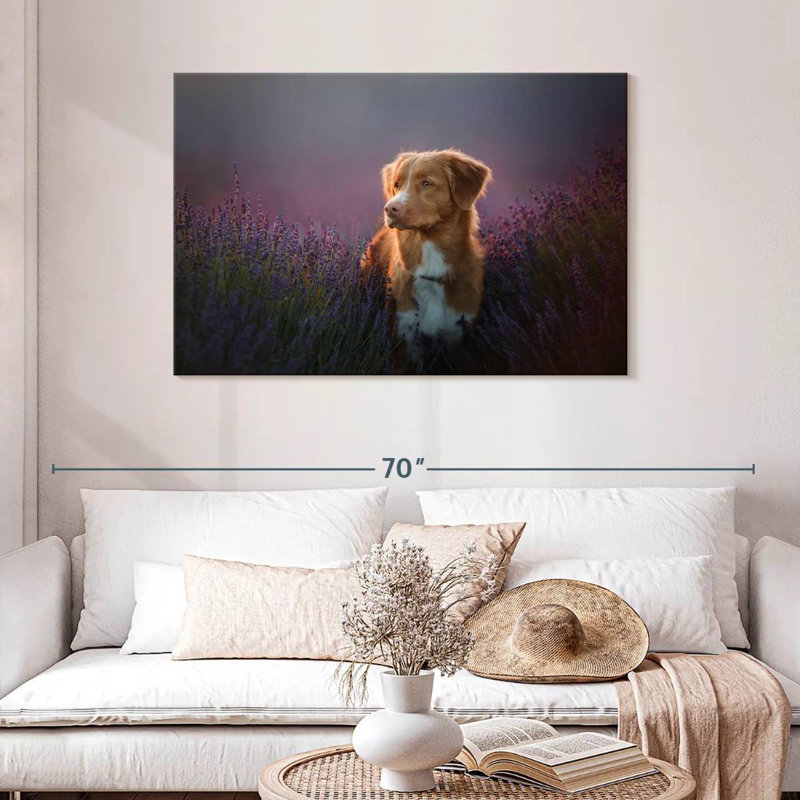 Golden retriever dans un champ de lavande, H 30 po x l 45 po