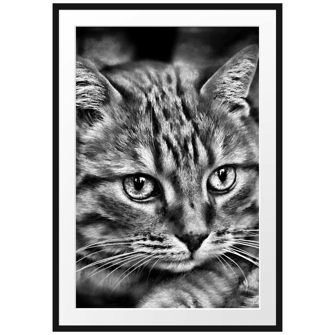 Wunderschöne Hauskatze Gerahmte Fotokunstdruck Poster