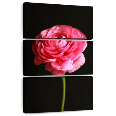 Renoncule rose moelleux Harnek