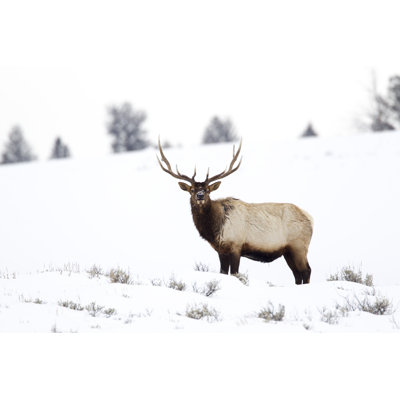 " Alert American Elk " by Guyonbike