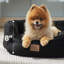 Lit pour animal de compagnie avec traversin-248116397-248116387