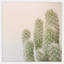Cadre photo « fuzzy cactus », impression sur papier-24799794-32818027