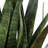 Uttermost Sansera Snake Accent Plant