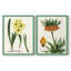 AntiqueFloralFolioVI - reproduction encadrée de qualité supérieure - prête à être accrochée - aucun clou requis - aucun clou requis-622635968-622635969