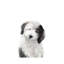 Old English Sheepdog Puppy - Wrapped Canvas Print-318781288