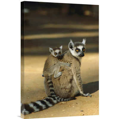 " Madagascar 'Ring-Tailed Lemur Baby On Mother'S Back' "