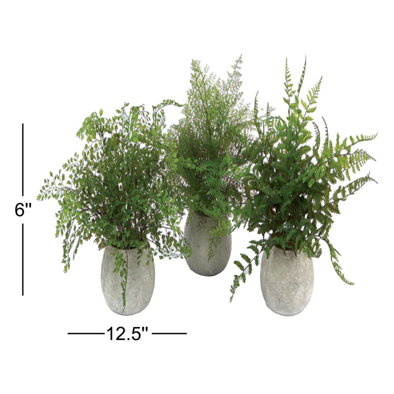 Ensemble de 3 plantes fougères en pot