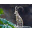 «Union Rustic Fitzharris», art sur toile tendue par Tim Gallery: Nubian Ibex 58884-775112981